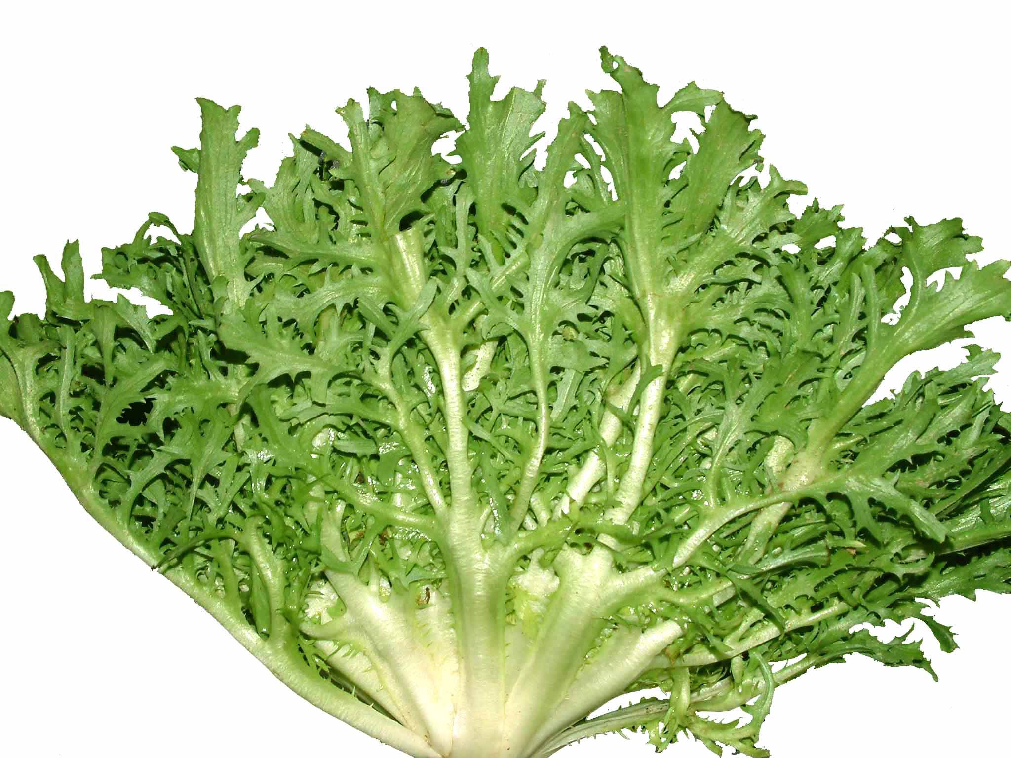 野菜|常吃这6种野菜，不仅营养丰富、美容养颜，还能增强体质抗衰老