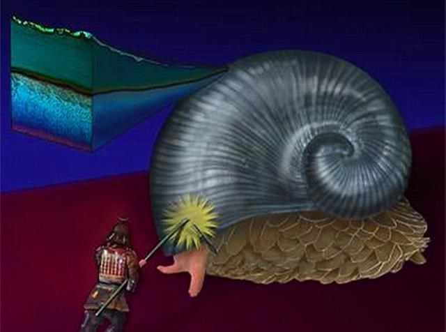 何沐青谈|天生的铁甲生物,防护无死角,没有天敌,究竟是咋长的?