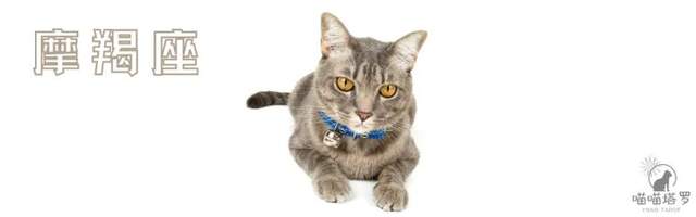 喵喵的塔罗|十二星座运势：8月23日~8月24日