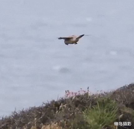 鲨鱼 20张活久未见的照片，鱼跃出海面吃空中的飞鸟，鳄鱼咬到一只鲨鱼
