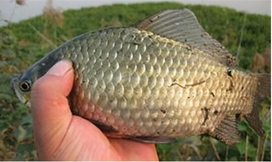 饵料|这种钓法避免小鱼闹窝，鲫鱼不断上钩