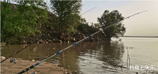米饭|黄河下游“钓鱼季”来临！钓友苦等3个月，黄辣丁终于开口觅食了