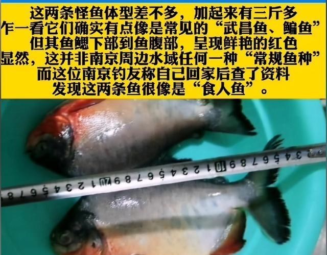 南京钓友夜钓，钓获2条怪鱼，差点没被咬伤，网友：食人鱼？