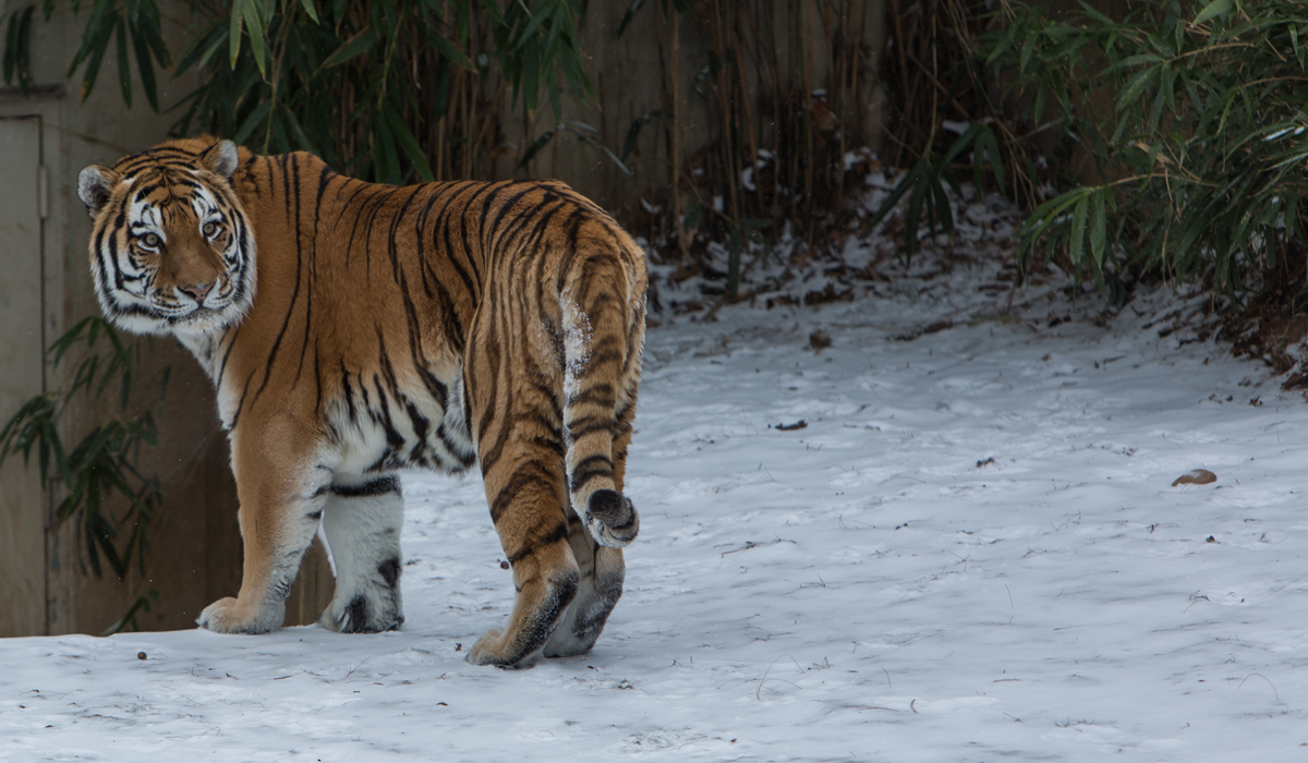 动物速递 400斤老虎随手一拍便击碎车窗，成年东北虎的实力有多强？
