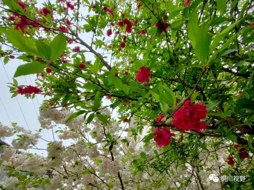 铜川周春辉 春天到了，万物复苏，鄠邑区后寨村的美景