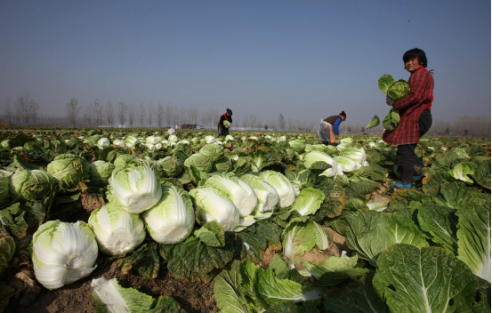 买白菜时，怎么判断白菜是否“喷甲醛”，菜贩支5招，轻松避开