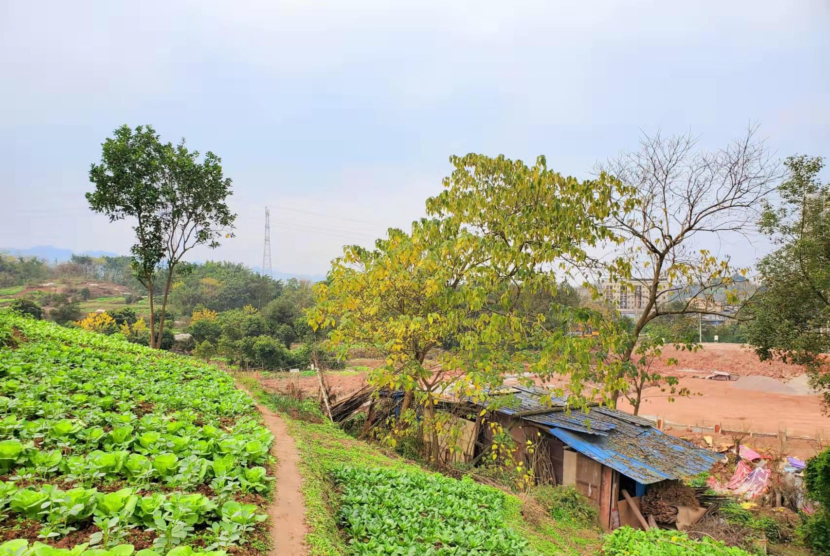 王力宏|王力宏和李靓蕾，“已枯半树风烟古”