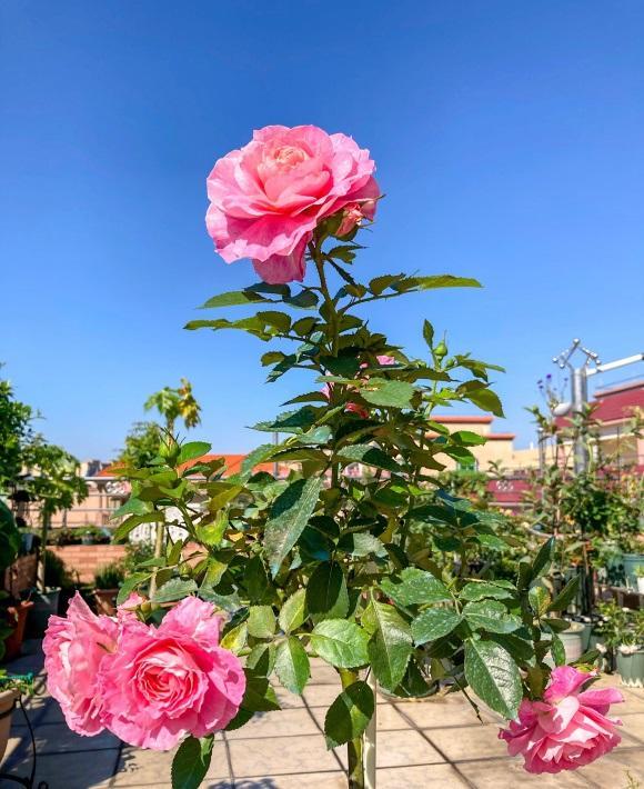 向阳园艺|秋天的月季,要多施肥,多浇水,水肥充足,抽枝速度更快!