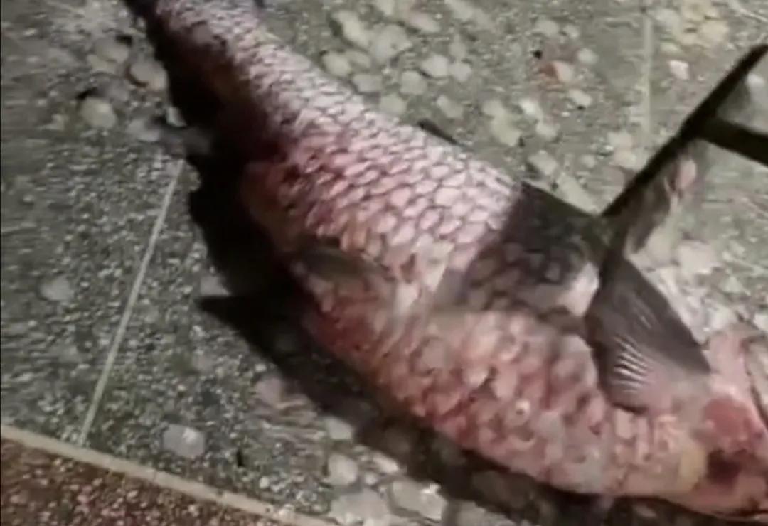 惜手里 江西仙女湖“巨型青鱼王”被人钓起,却因是否放生惹争议