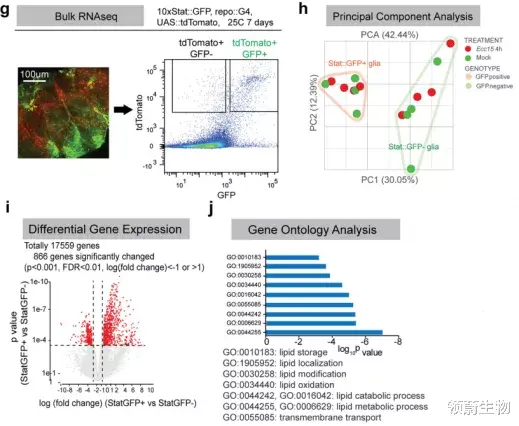 Nature Nature：颠覆常识！肠道与嗅觉竟然存在如此神秘的联系？