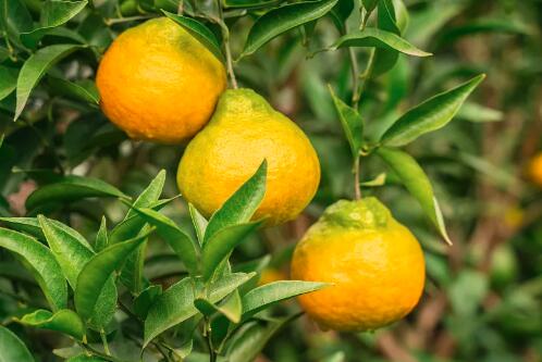 卵巢癌|为了您和家人的健康,这三种水果请不要再食用了,有致癌的风险