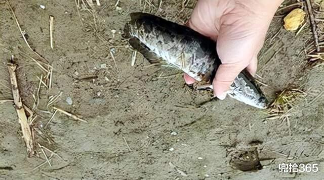 零之战线|黄浦江里出现稀罕事,钓鱼人拿着抄网蜂拥而至,原因让人哭笑不得