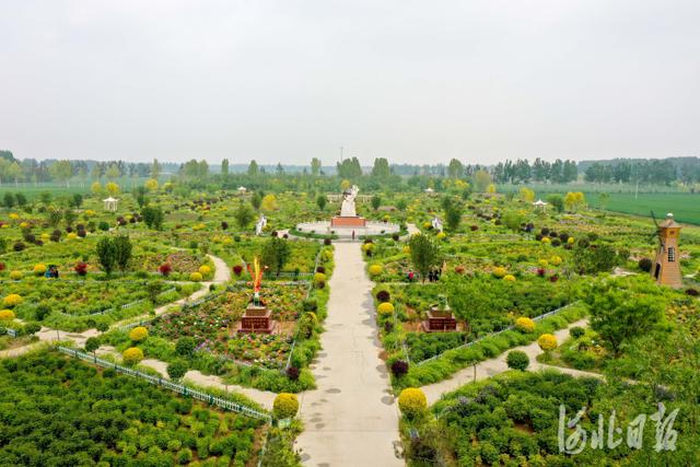 河北新闻网 河北晋州:“花为媒”助力乡村振兴