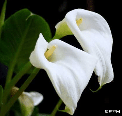 求职|啥月份出生的人,做人执着,做事坚持,事业成就大,迟早当富翁