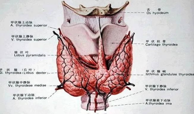 甲状腺|i甲小百科——切除甲状腺后，为什么我的身体会发生这些变化？
