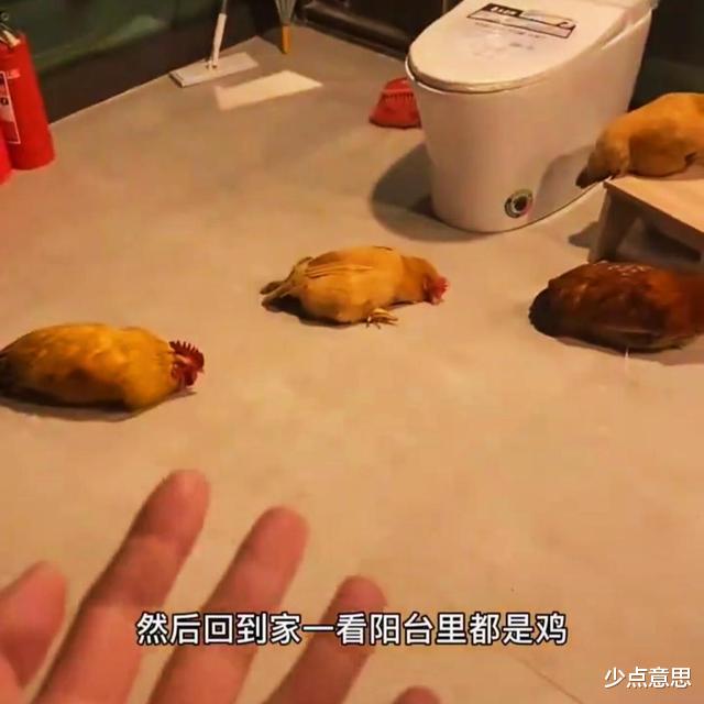 杭州|杭州“土鸡”入住千万CBD豪宅，成主人“炫富”新宠：鸡看你们演