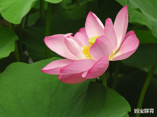 生肖|这3个星座的人，未来1周事业运很旺，让人羡慕到流口水