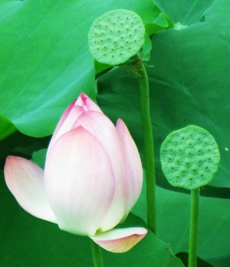 星临天下|8月中旬,喜鹊报喜,4属相贵人相助,升职加薪,心想事成