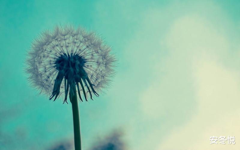 安冬悦|有一种情,如时光酿造的美酒