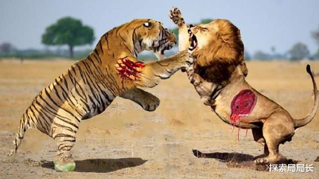 老虎|历史上10大狮虎斗真实死亡事件，互有胜负，其中2头老虎死得真惨