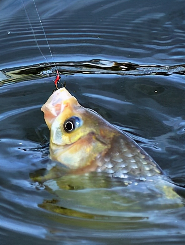 饵料|一款春季钓鲫鱼的拉饵配方分享，让你提竿提到手软！——盛世三渔