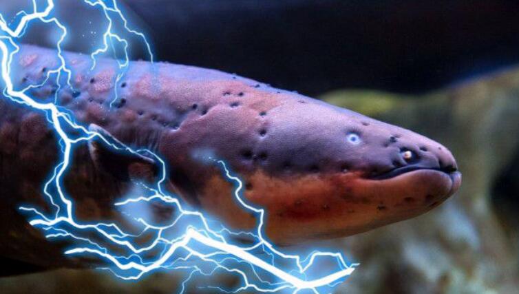 电鳗 电鳗为何能发出800伏的高压电？如果鳄鱼咬到电鳗，会发生什么？