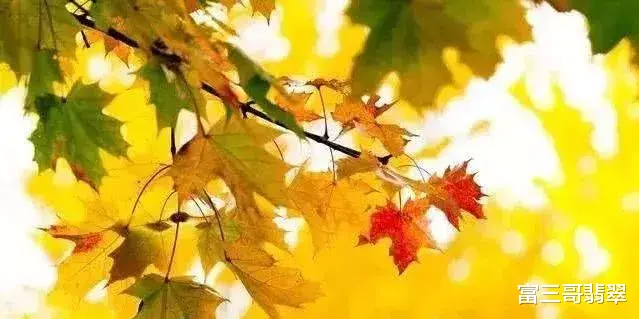 翡翠|翡翠中的特种翡翠:春带彩和黄加绿,你喜欢的是哪一款?