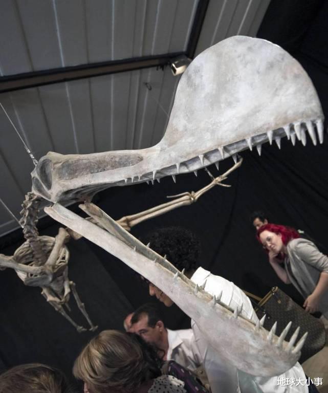 中年女同学的自救|澳洲发现“最接近龙的生物”，翼展超过2层楼高