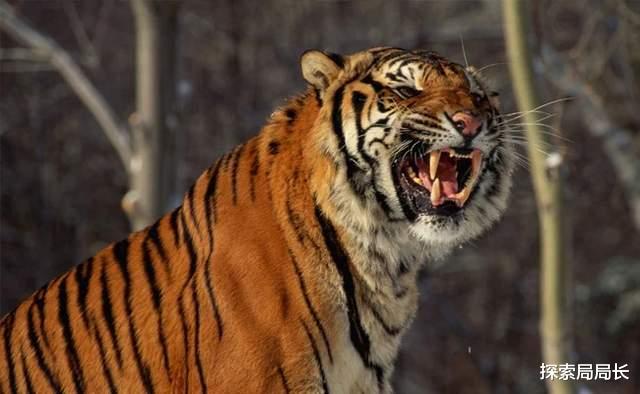 剑齿虎 东北虎vs剑齿虎，谁的战斗力更强？最终结果竟然是三七开