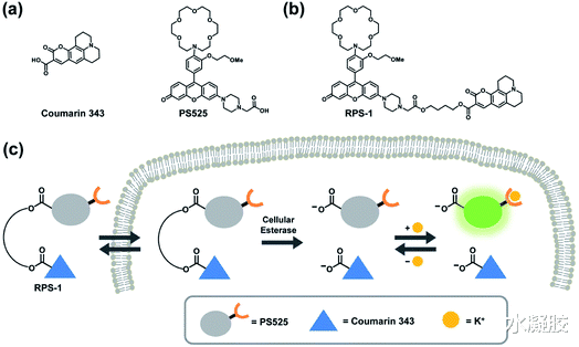  加州大学伯克利《Chem. Sci》活细胞中钾离子比例荧光成像的双荧光传感器