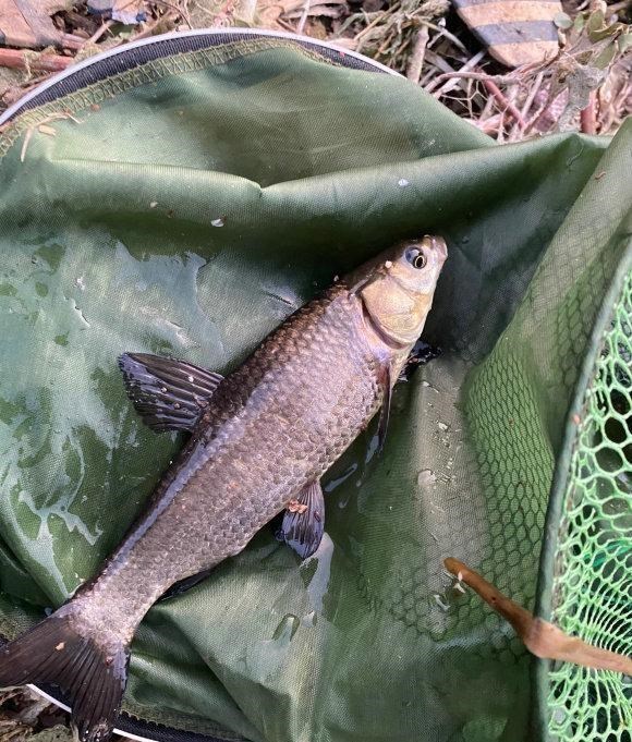 安徽|安徽钓鱼人耗费近两千元打窝，钓起“茨河鱼王”，体型堪比成年人