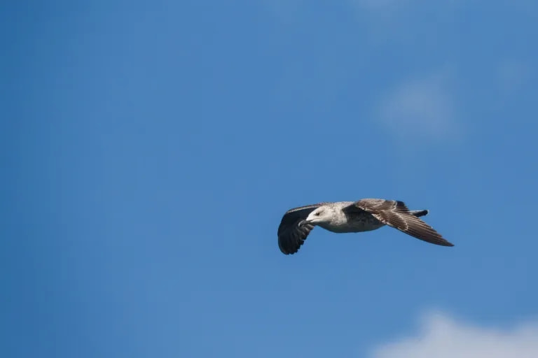 |肯高图丽正式发布折返镜头400mm F8 N II S