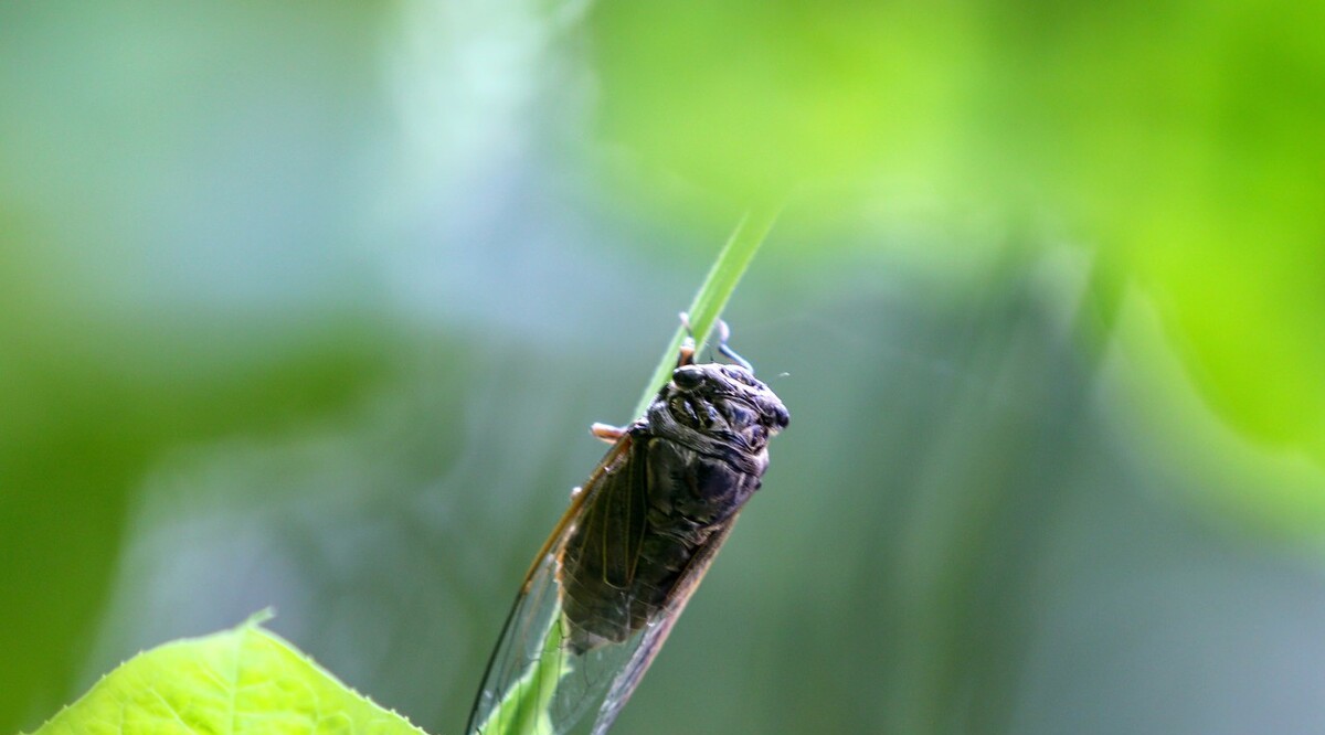 知了 金龟子、知了、蜗牛，还有哪些你喜欢的害虫？