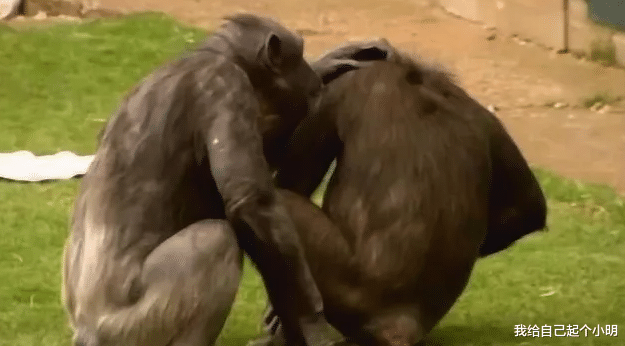 猩猩 公猩猩给母猩猩按摩，没按几下就不老实了，看完憋住不要笑！