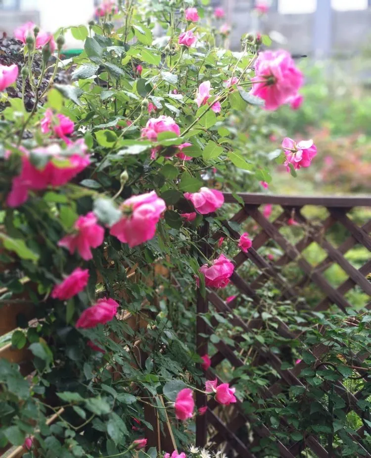 阳光房|在江南小镇，买了个118㎡院子，经过4年的DIY改造，实现了花园梦