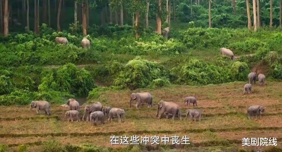 大象 豆瓣9.2，这才是我们现在要看的神作，就该打五星