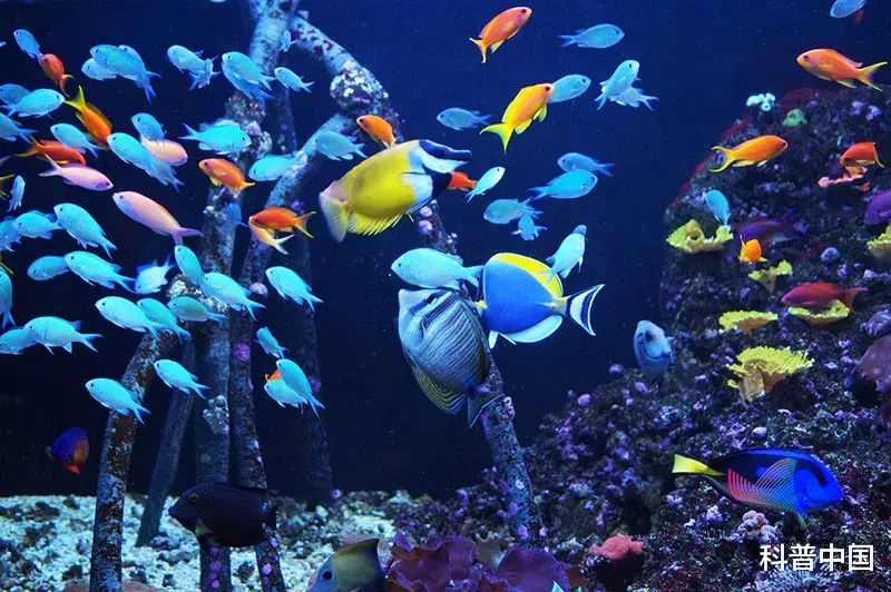  什么？四分之三的鲨鱼物种濒临灭绝？对人类也有极大威胁