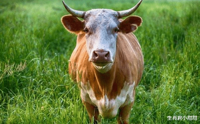 属牛|贵人指引事业突飞猛进,生肖牛在职场如鱼得水,成功得到升职机会