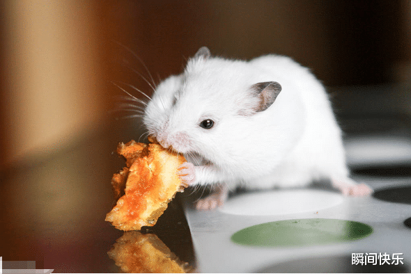 瞬间快乐|大金鼠,8月底不再被束缚,走出低谷,重返巅峰,事业日新月异