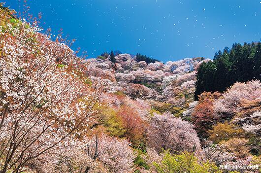 唯美|花瓣飘落照怎么拍,5种方法教你拍出花瓣随风飘落的唯美主题照