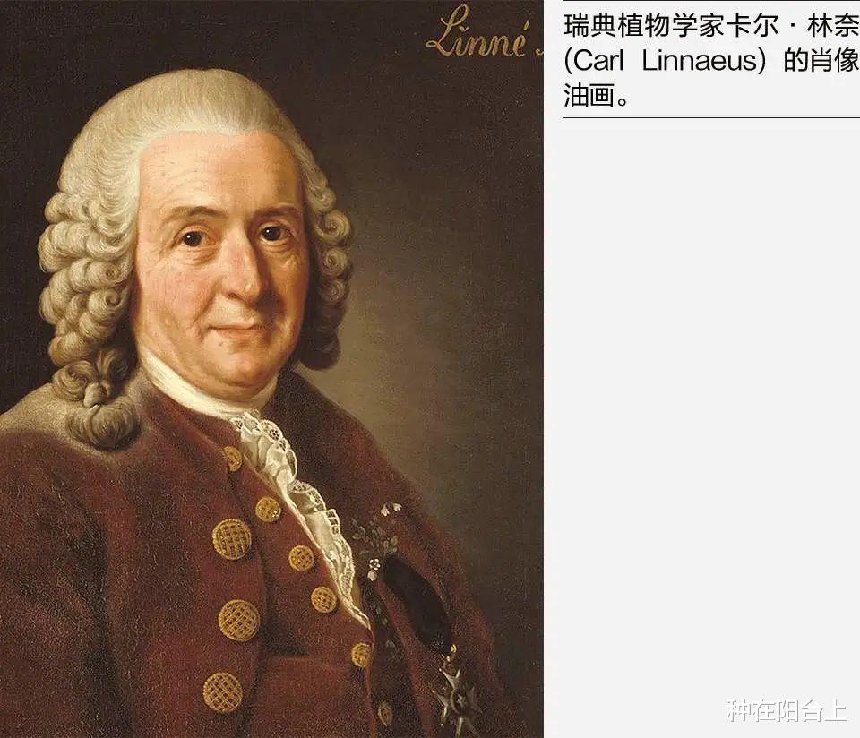 |植物命名规则: “大名”让世界都认识，“小名”让你印象深刻！