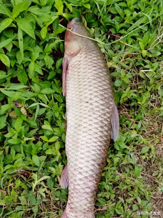河内|深圳男子钓30斤大青鱼，力气太大拉了大半天，可以吹半年牛了！