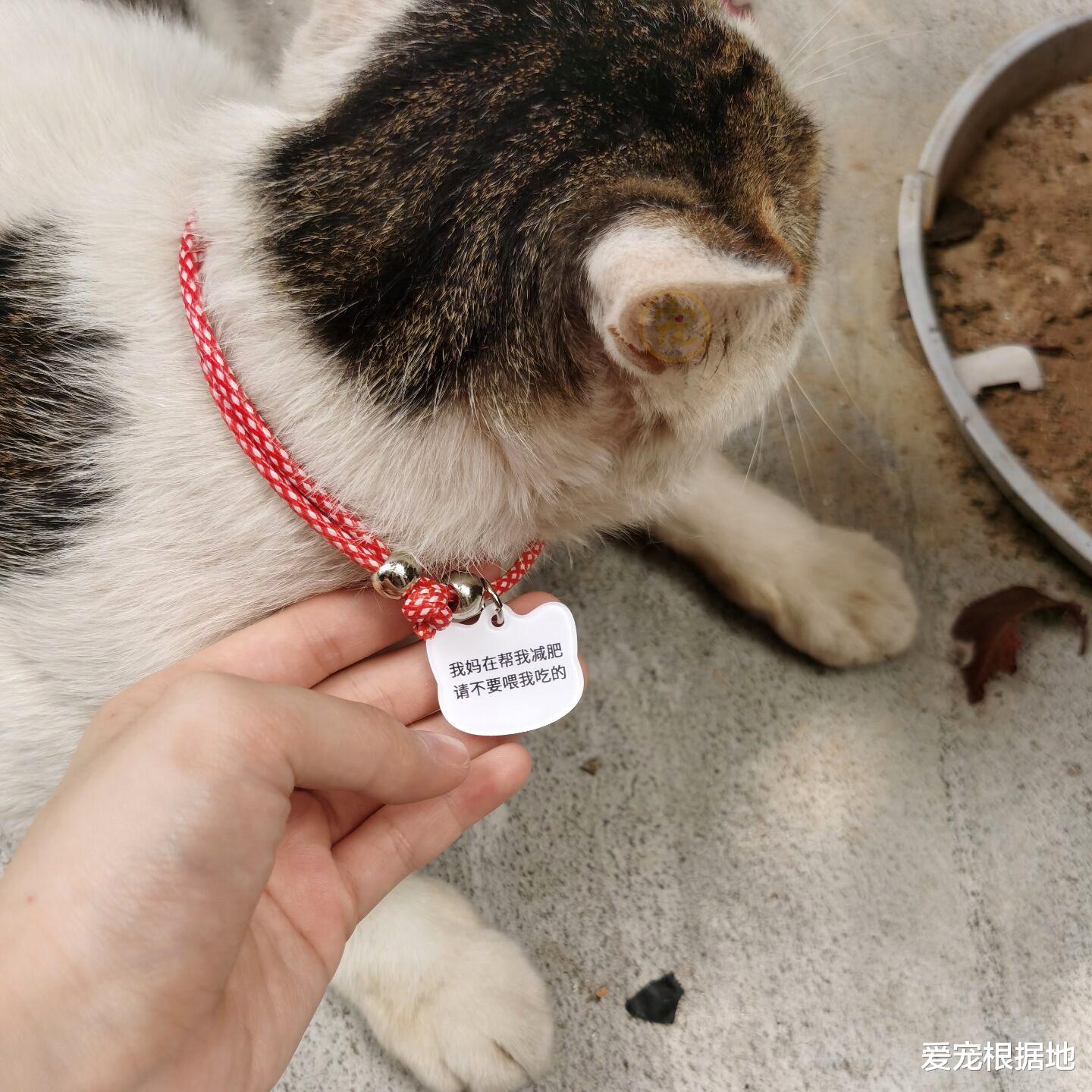 高圆圆|流浪猫因太胖被挂牌，禁止学生投喂，网友：吃了没文化的亏！
