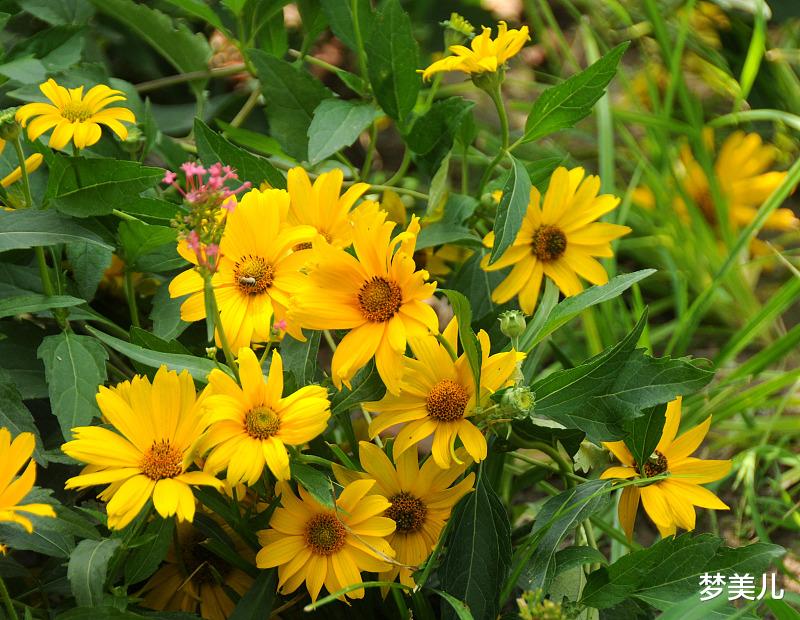 梦美儿|别背叛婚姻，殃及儿女