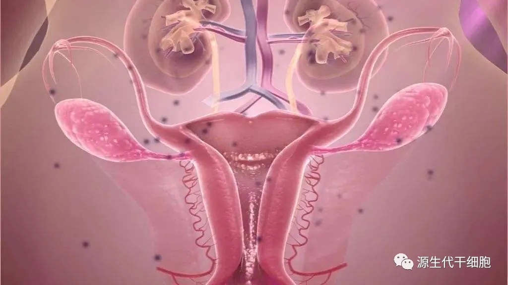源生代|“三孩”生育政策入法，干细胞修复卵巢早衰有望抵抗生育危机！