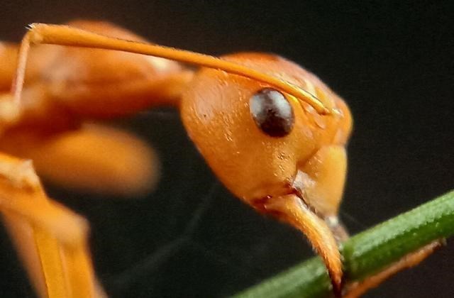 红火蚁 “无敌”红火蚁已入侵我国12个省份！扩散如此快，防治形势怎样？