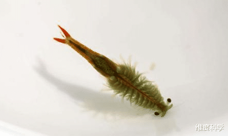 仙女虾 2亿年前的生物亮相江苏，“苟活”能力第一，熬走了恐龙和猛犸象