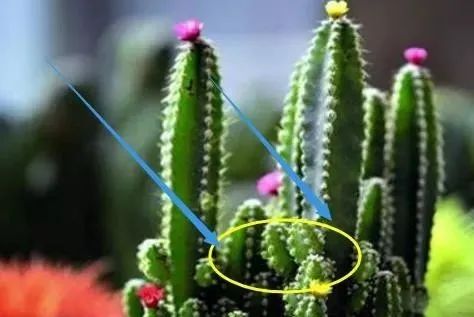 家里一旦有三样，“上克父母，下害儿女”，马上处理掉，否则神仙都救不了你！