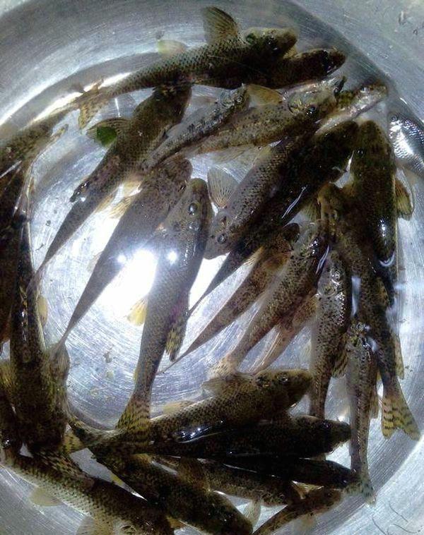 左小姐右小姐 广西钓友，西江支流碰到成群棒花鱼，疯狂闹窝烦不胜烦