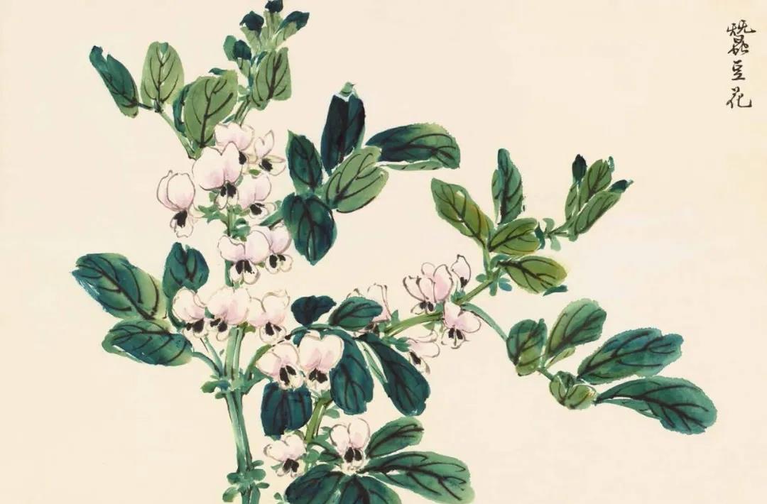 兰瑾轩学艺 花卉怎么画？不如跟着陆抑非的花卉课稿学习吧